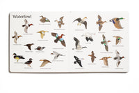 Educational chart with illustrations of various waterfowl species on a white background