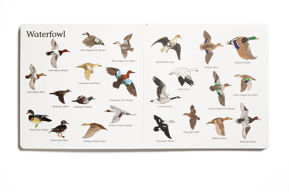 Educational chart with illustrations of various waterfowl species on a white background