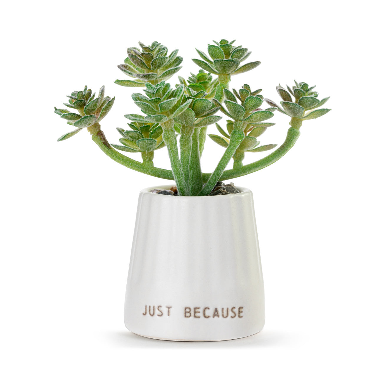 Just Because Mini Succulent