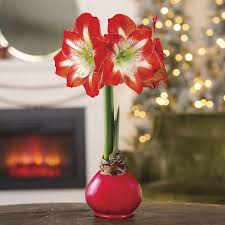 Amaryllis Bulb