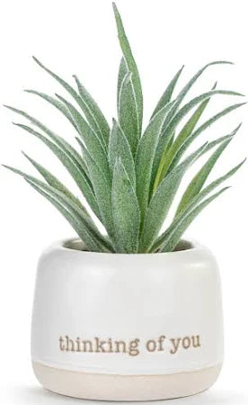 Thinking Of You Just Because Mini Succulent